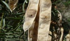 冬麻豆,冬日里的暖阳美食之旅